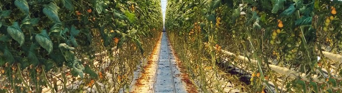 Centre of the region Hana - Olomuc Hydroponic crops image