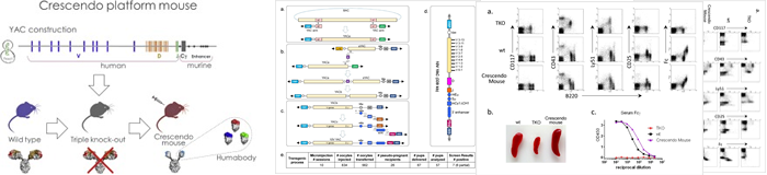 New Biotechnology - Diverse human VH antibody fragments with bio-therapeutic properties from the Crescendo Mouse