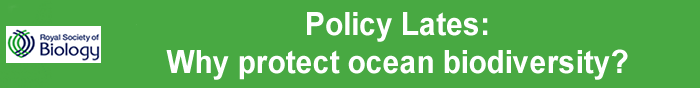 Policy Lates: Why protect ocean biodiversity?